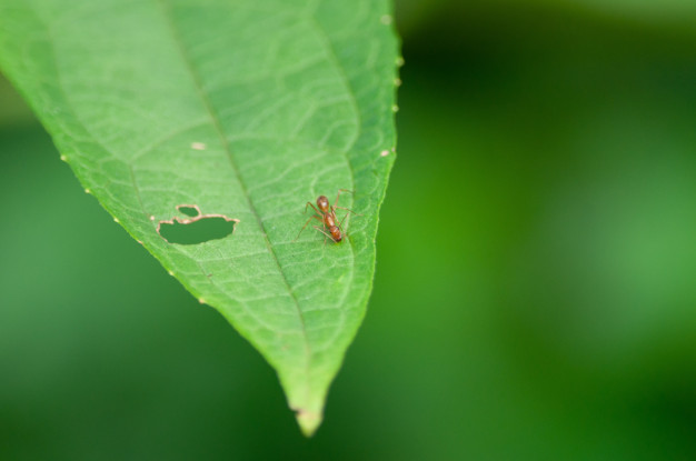 pest control smart pest