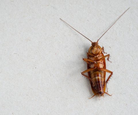 cockroach control services by smart pest solutions