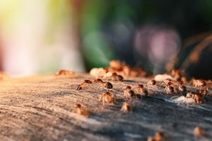 termite control services by smart pest solutions